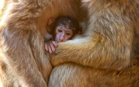Barbary macaques - Credit: BBC