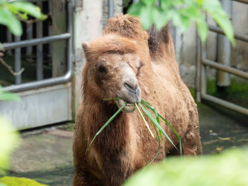 ▲現階段煙雨會和媽媽及其他個體輪流使用非洲動物區的空間。（圖／臺北市立動物園 提供）