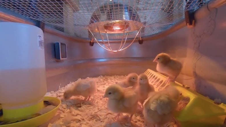 Young chicks live in a chicken brooder for eight weeks before transitioning to a chicken coop.