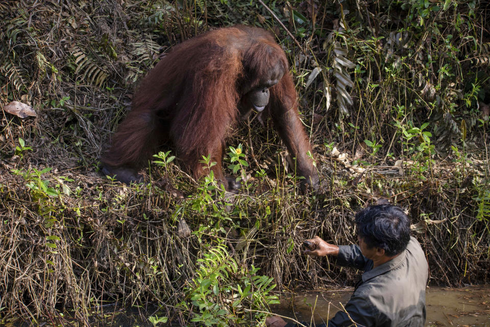 The orangutan offers a warden a helping hand out of snake-filled waters.