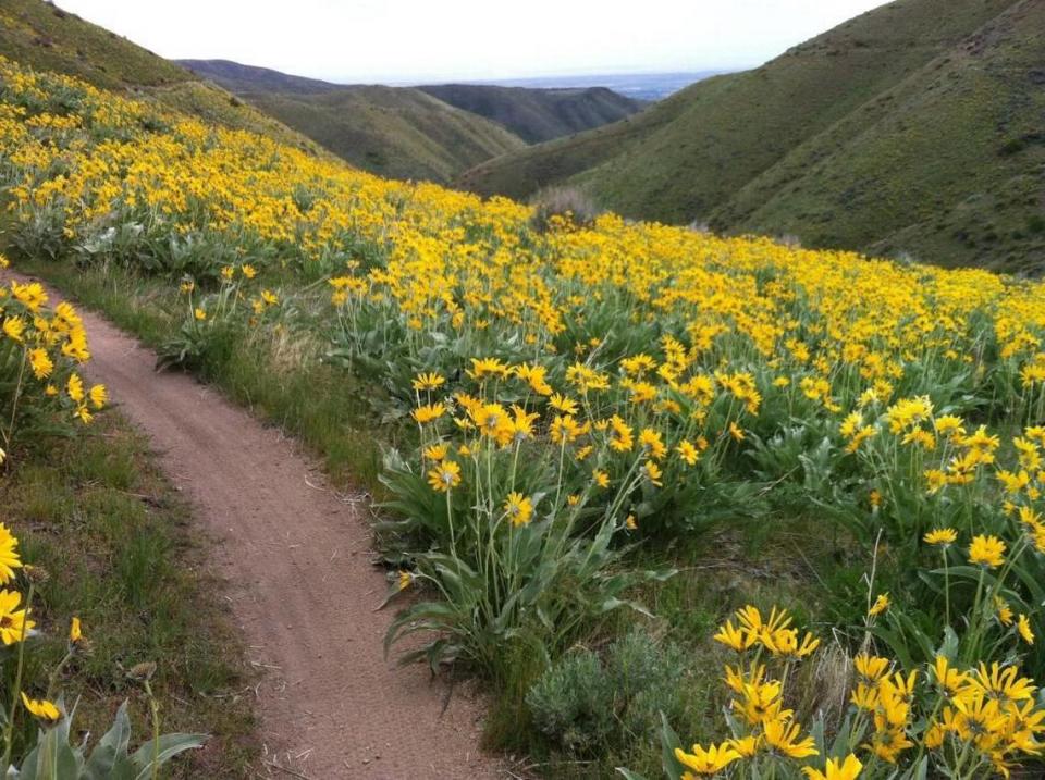 The arrowleaf balsamroot flowers that bloom each spring along the Watchman trail create a sea of yellow.