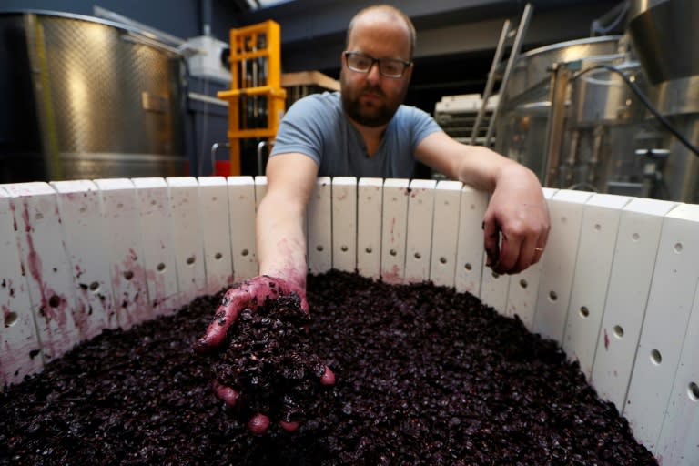 Winemakers have found global warming can cause grapes to ripen earlier, changing their sugar and acid levels and leading to lower-quality products with higher alcohol content