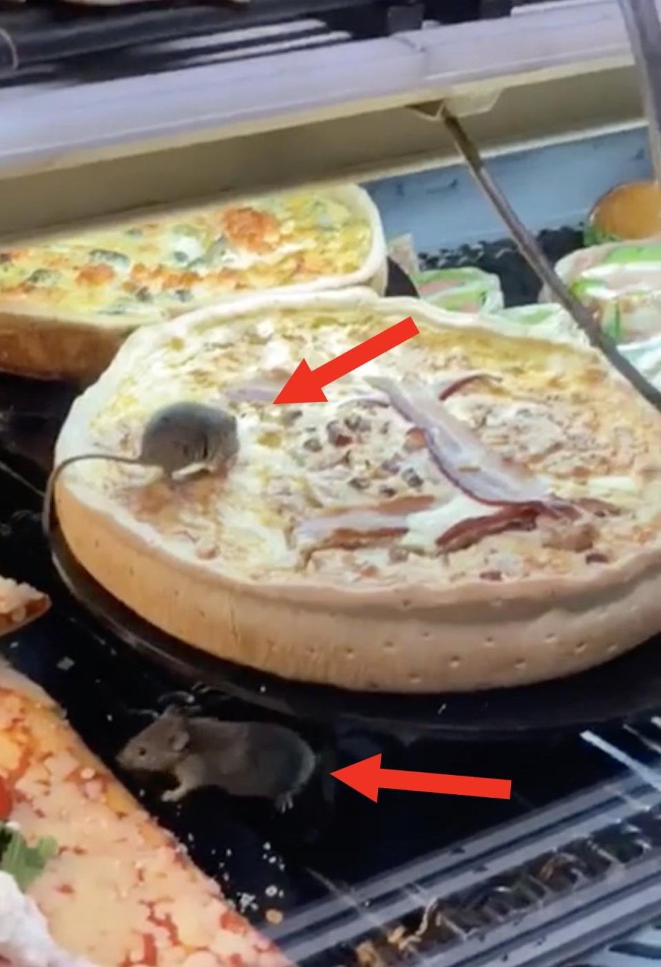 Rats are in a restaurant's display case, sitting on the pizzas