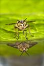 Highly Commended in Hidden Britain Category: 'Deer Fly Reflection' by Les Gibbon, taken in Arglam Farm, East Yorks