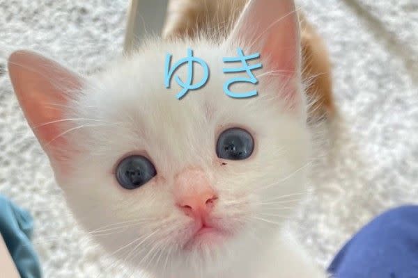 ▲其中「Yuki」是小貓當中，最調皮也最愛吃的一隻。（圖／twitter帳號DaPaMiTsuYuU）