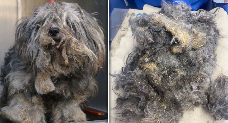 Left - Lucas covered in dreadlocks. Right - the hair removed from Lucas