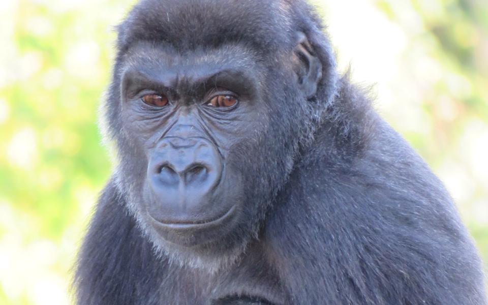 Kukena has turned out to be female, surprising zookeepers   - Bristol Zoo