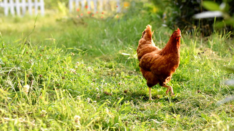 Chicken in grass