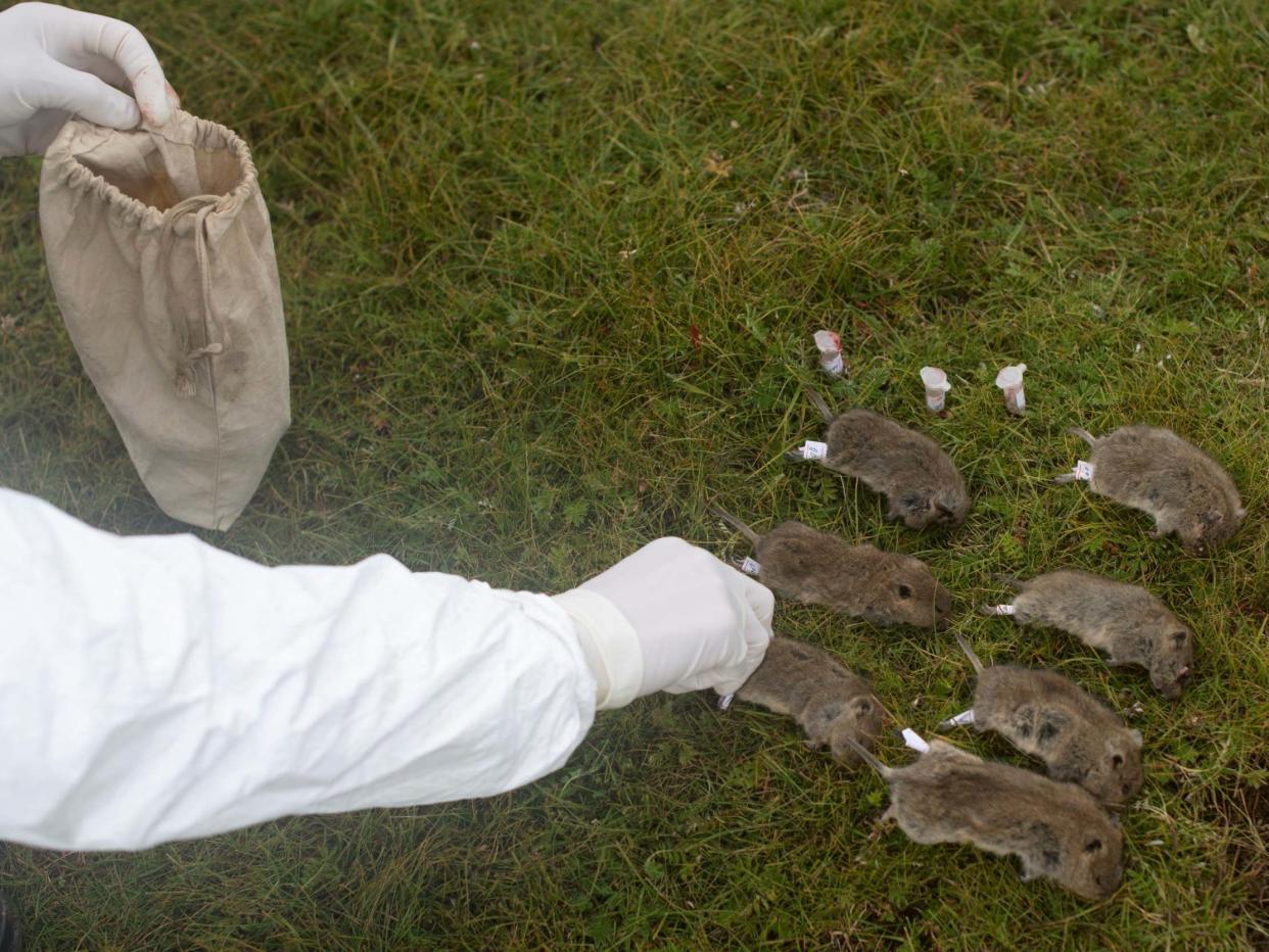 A member of the plague prevention team under a local disease control and prevention centre labels rodents: REUTERS