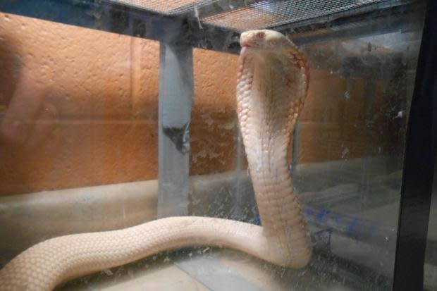 This albino cobra was found in a 20-gallon tank in a homeless shelter, according to Animal Care & Control of New York.  Photo credit: Animal Care & Control of New York