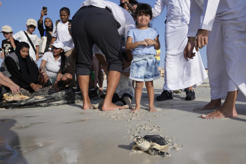A girl reacts during sea turtle releasing program on Saadiyat Island of Abu Dhabi, United Arab Emirates, Tuesday, June 6, 2023. As sea turtles around the world grow more vulnerable due to climate change, the United Arab Emirates is is working to protect the creatures. (AP Photo/Kamran Jebreili)