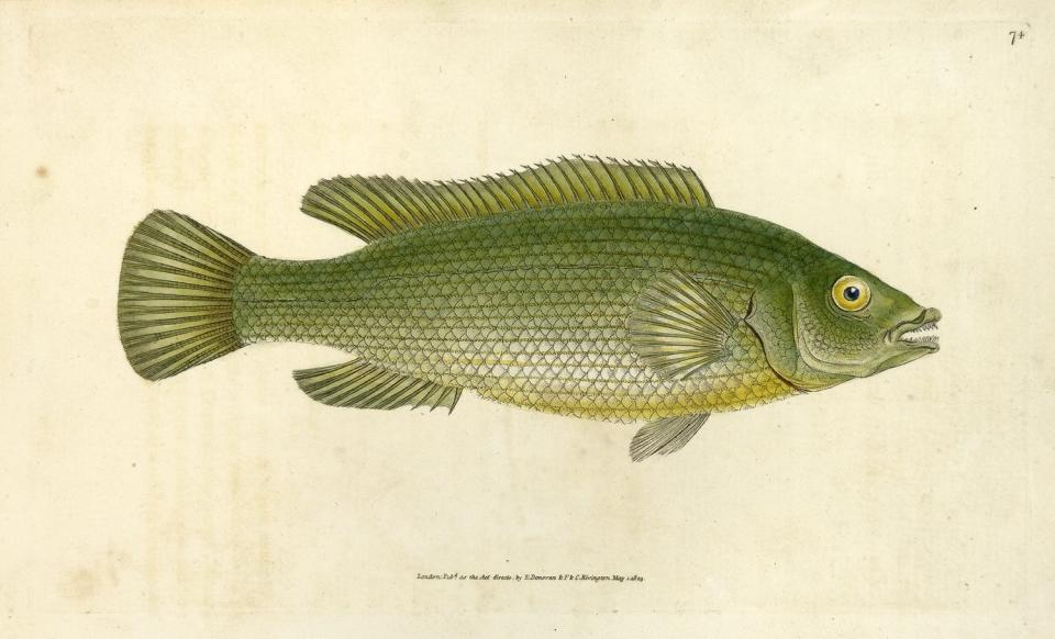 "74: Labrus lineatus, Streaked Wrasse," color etching on paper, by Edward Donovan (1803)