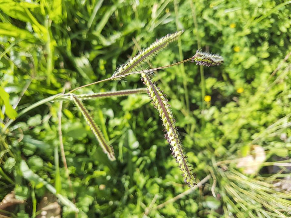 types of weeds dallisgrass