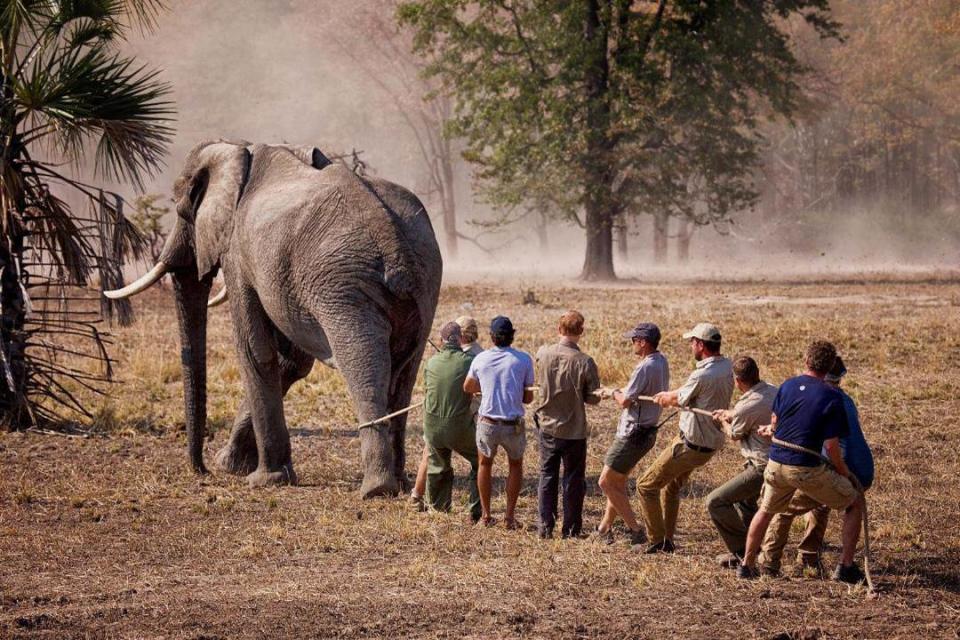 This big bull (male) elephant refused to lie down after it had been darted with tranquilliser. After about seven minutes the drug began to take effect and the elephant became semi-comatose, but it continued to shuffle for a while! They have a tendency to hone in on forests, rivers and people when in this state, this is us trying to slow him down. (Kensington Palace/Prince Harry)