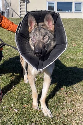 <p>Dutchess County SPCA</p> Kaylee the dog following her eye surgery