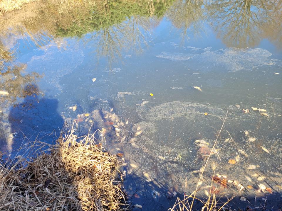 Dead fish float on the surface of the water in a pond in the Gentry Estates Community Park.