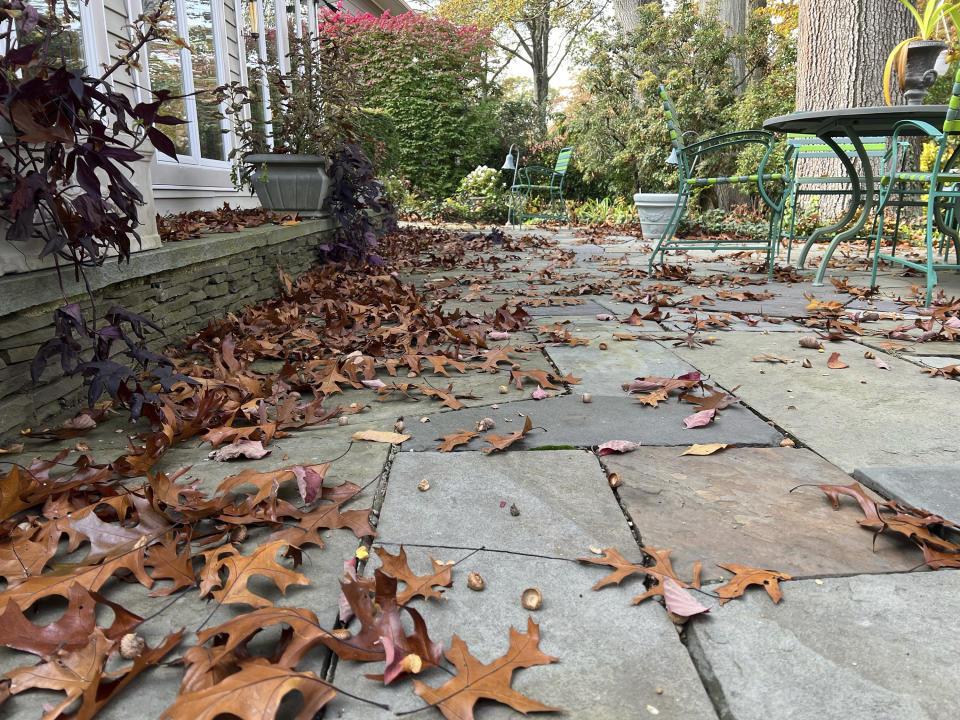 This Nov. 5, 2023, image provided by Jessica Damiano shows a backyard patio littered with fallen oak leaves in Glen Head, NY. (Jessica Damiano via AP)