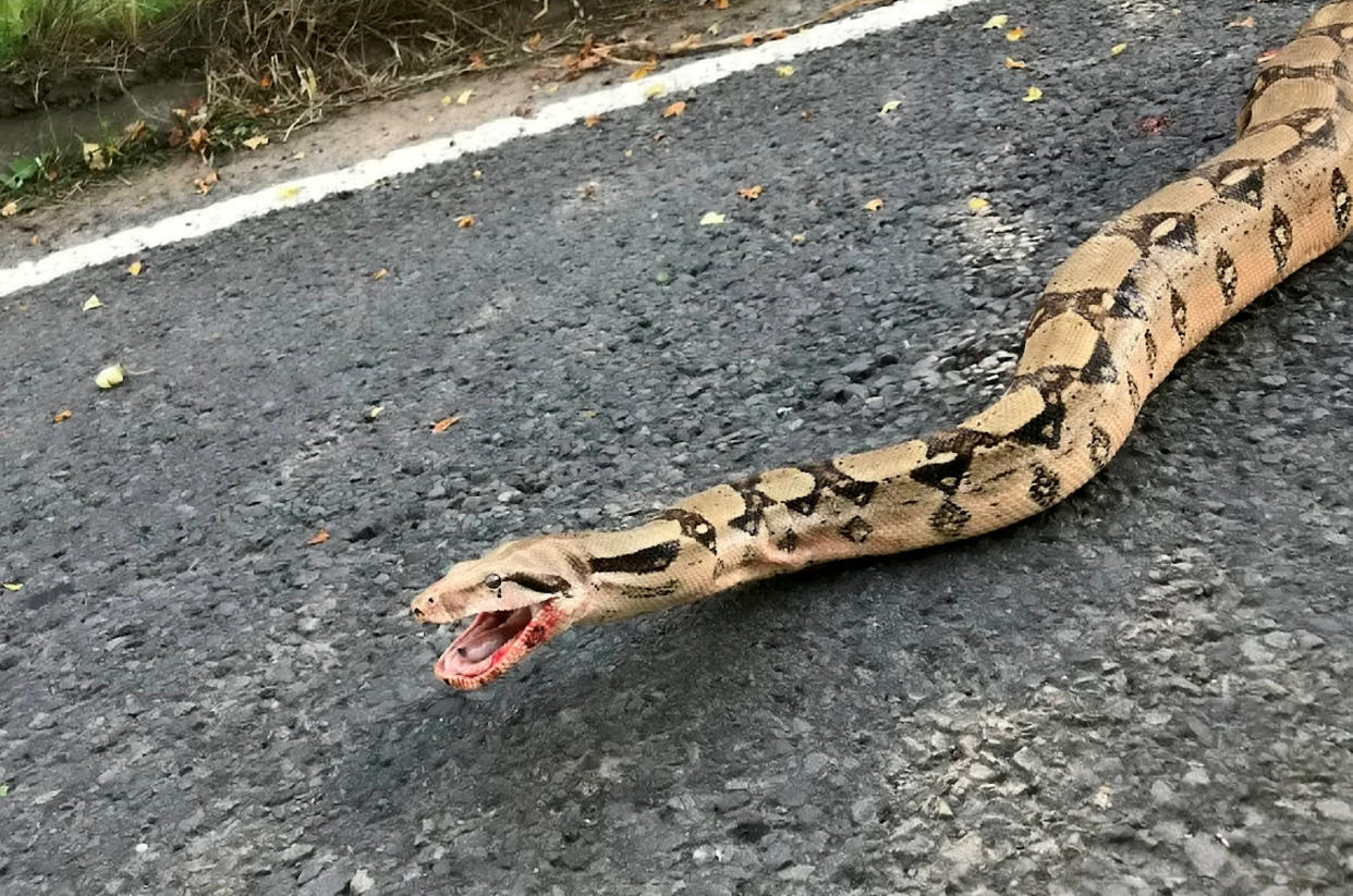 The abandoned Boa constrictor.  The RSPCA believes that a quiet country lane could be being used as a dumping ground for unwanted pet snakes.  See SWNS story SWMDsnakes.  It follows the discovery of an injured six-foot boa constrictor found by two motorists opposite a layby on Roden Lane at about 4pm last Friday (17 September). The body of another long-deceased reptile was also found nearby.  The drivers managed to safely block the boa in with their cars before calling the police, who then closed the road.  RSPCA inspector Claire Davey, along with the charity’s animal rescue officer Rachel Ward, who specialises in incidents involving exotic animals, attended the scene. The boa was bleeding from its jaw and was seen coughing up blood after most likely being hit by a car. The RSPCA officers managed to safely contain the reptile in a large duvet cover using a special pole with a hook on the end, before a local vet specialising in exotic animals arrived a short time later to take the snake for treatment. Diagnosed with a broken jaw and put on pain relief, it was initially thought the snake had a good chance of recovery, but the reptile sadly died later that night.  The body of another long-deceased, dried out snake of a similar size was also found nearby, and the RSPCA believes that both reptiles were deliberately abandoned in the area. 

 