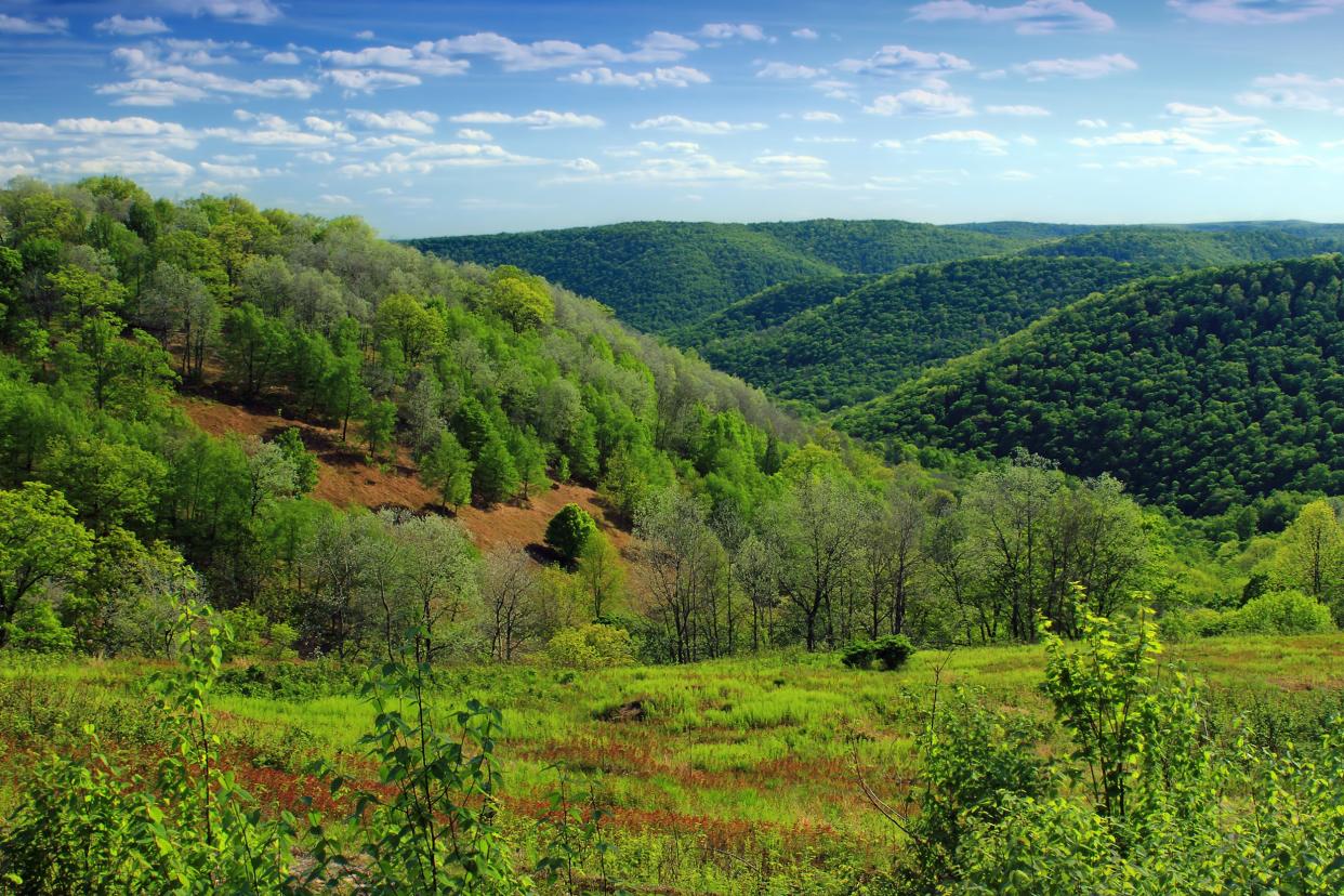 Hammersley Wild Area in Pennsylvania