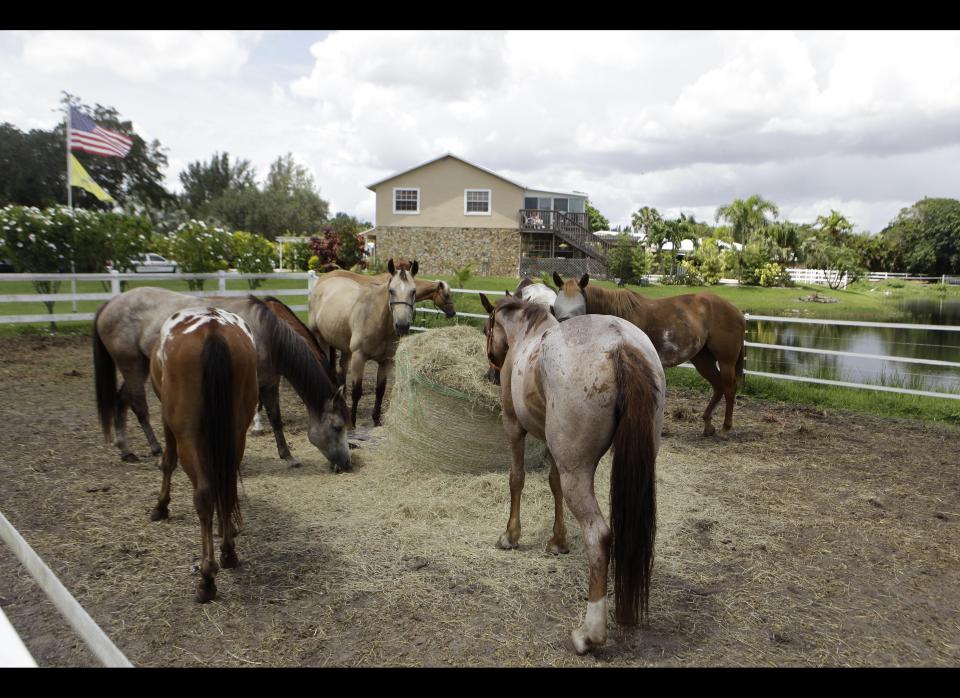 *In this photo taken Tuesday, July 26, 2011, horses graze at the Blue Heron Ranch in Southwest Ranches, Fla. Town leaders in this upscale rural enclave have plans to build a 1,500-bed detention center facility for U.S. Immigration and Customs Enforcement. A growing group of residents from Southwest Ranches and neighboring cities are seeking to halt the effort. (AP Photo/Lynne Sladky)