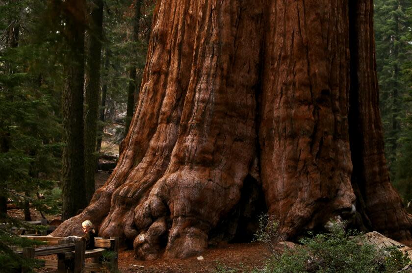 Sequoia National Park, CA - A visitor poses for pi ctures next to the General Sherman Tree in Sequoia National Park. Scientists have found that many of the conifer forests in low-elevation areas of the Sierra Nevada are relics of the climate before the onset of global warming and won't be able to survive the current conditions. About one-fifth of all conifer forests in the Sierra Nevada mountains are now mismatched with the warmer climate and have become "zombie forests," according to research by scientists at Stanford University.(Luis Sinco / Los Angeles Times)