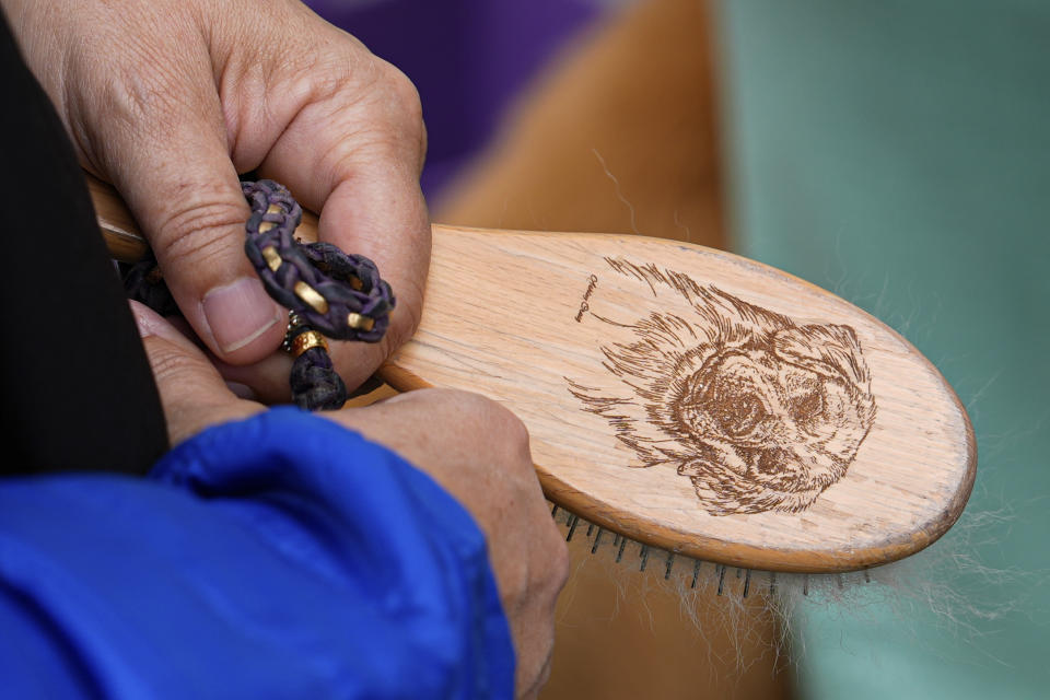 A golden retriever handler holds a brush during breed group judging at the 148th Westminster Kennel Club Dog show, Tuesday, May 14, 2024, at the USTA Billie Jean King National Tennis Center in New York. (AP Photo/Julia Nikhinson)