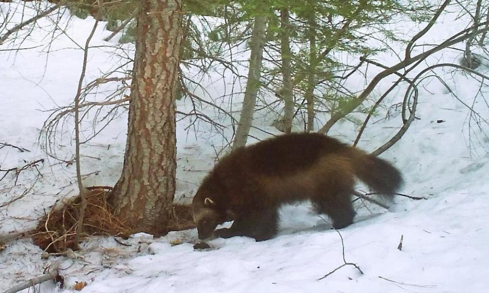 A photo shows a mountain wolverine in the Tahoe National Forest in California.