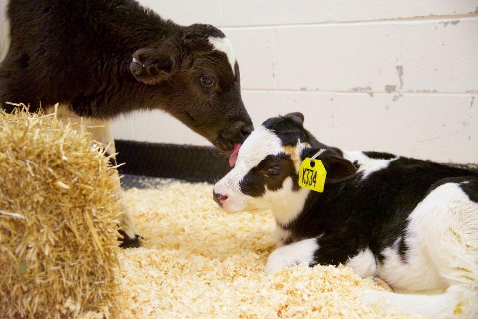 Reckless driving steered three calves to a new life
