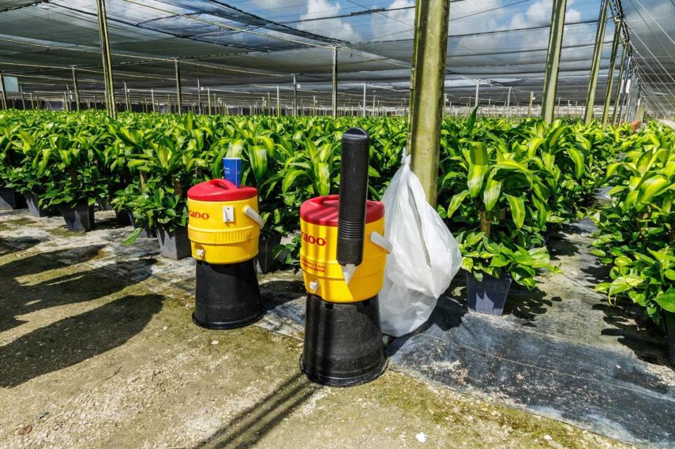 A Gatorade and a water coolers to keep workers hydrated during working hours are seeing next to a plant field at the Costa Farms, in Homestead, on Friday, June 28, 2024.