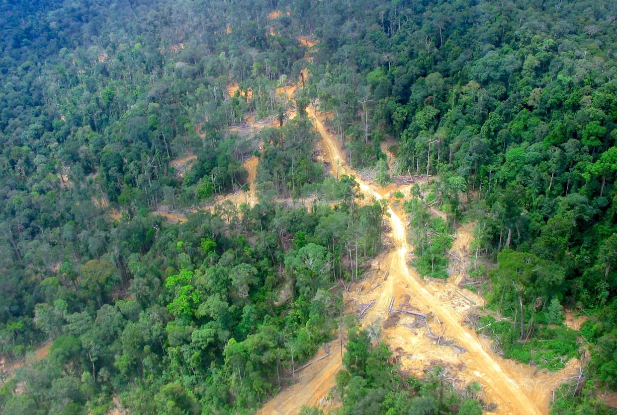 A road in Borneo divides a logged forest, on the left, and an unlogged forest, on the right. Aidenvironment via Wikipedia