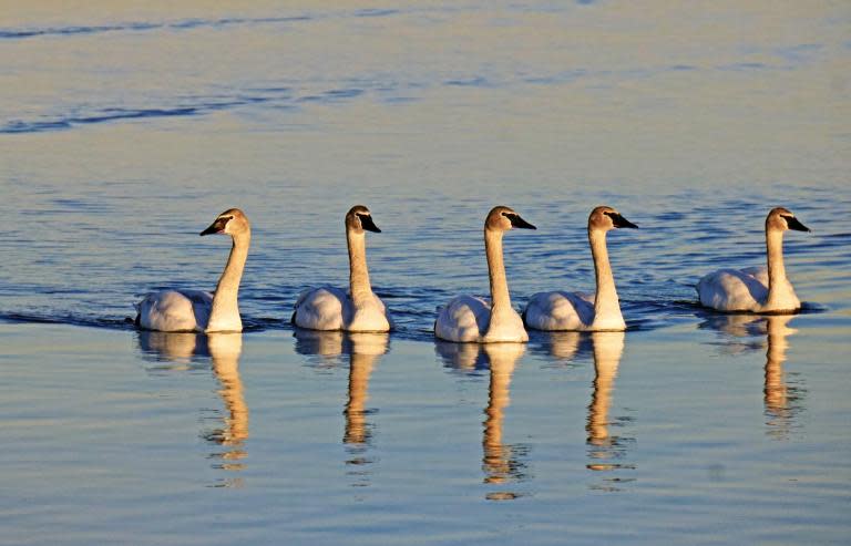 The Trumpeter Swan returns from the brink of extinction