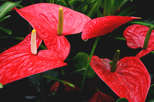 Anturio o flor de flamenco