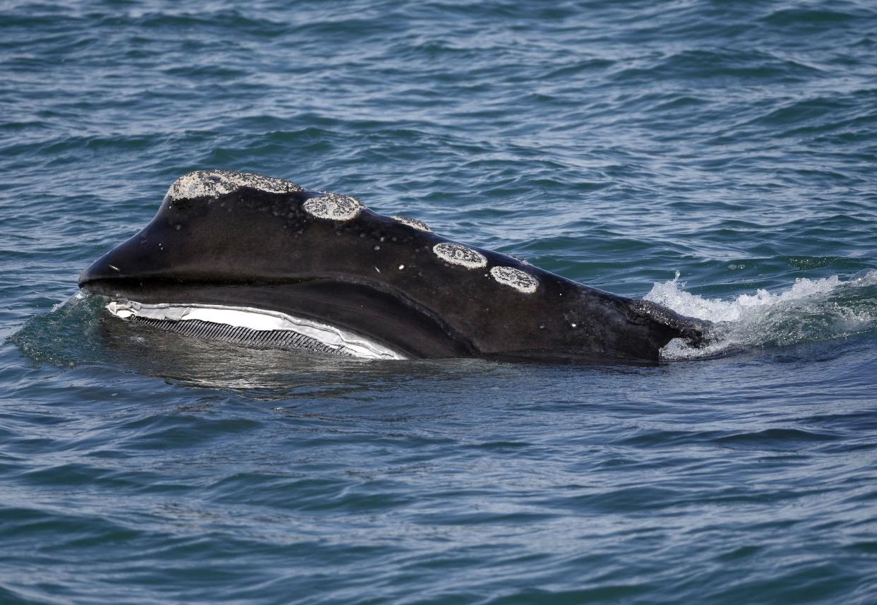 FILE - In this March 28, 2018, file photo, a North Atlantic right whale feeds on the surface of Cape Cod Bay off the coast of Plymouth, Mass. Populations of a vulnerable species of marine mammal, numerous species of abalone and a type of Caribbean coral are now threatened with extinction, an international conservation organization said Friday, Dec. 9, 2022. The list sometimes overlaps with the species listed under the U.S. Endangered Species Act, such as in the case of the North Atlantic right whale. (AP Photo/Michael Dwyer, File)