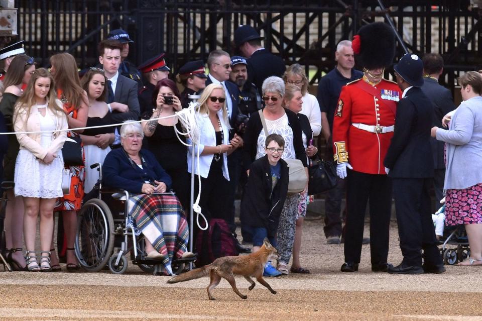 <p>The crowd waiting for the royal family. Apparently before the day began, a fox ran out on the mall!</p>