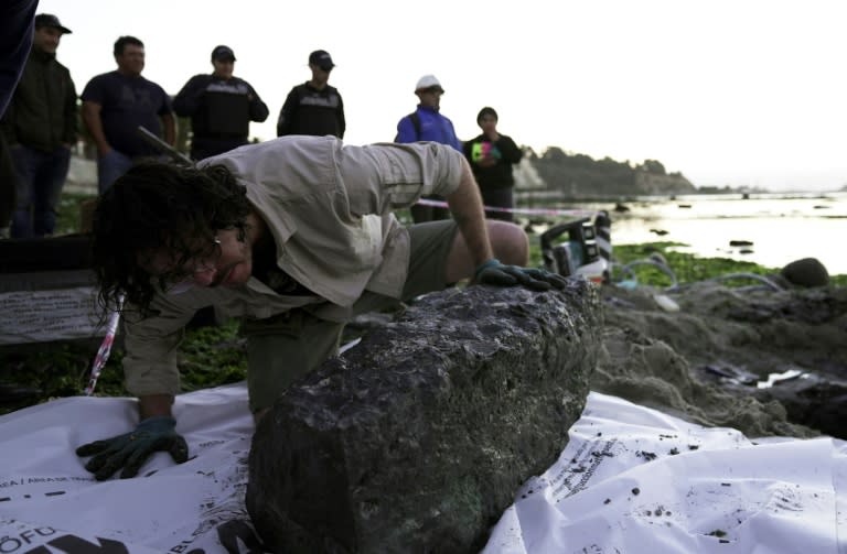 El paleontólogo Sergio Soto revisa parte del último hallazgo, un esqueleto de Elasmosaurus --especie extinta hace 70 millones de años-- en Algarrobo, región de Valparaíso, Chile, el 10 de abril de 2024. (PABLO COZZAGLIO)