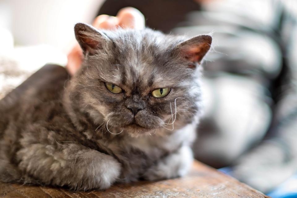 owner petting selkirk rex on the head