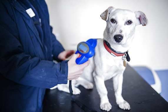 A Jack Russell terrier gets scanned for a microchip at the Blue Cross Lewknor Rehoming Centre in London in this file photo.