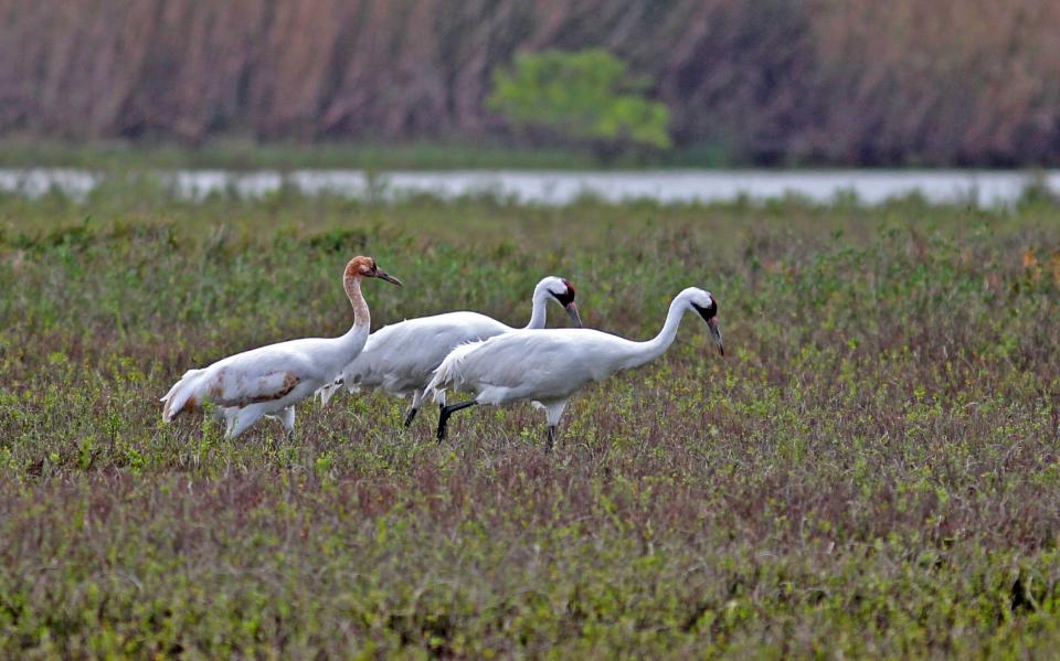 Whooping cranes at the Aransas National Wildlife Refuge in 2018.