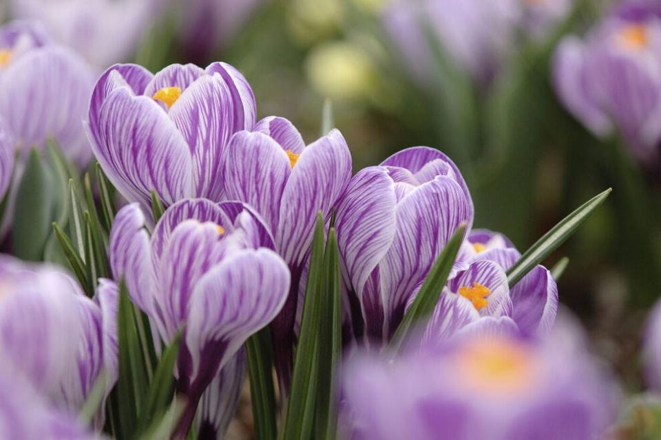 A bounty of blossoms await at Zoo Blooms at Cincinnati Zoo & Botanical Garden, the best flower festival in the nation