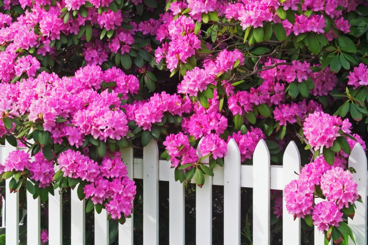 rhododendrons and picket fence