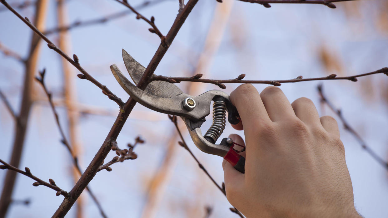  Pruning a fruit tree - Cutting Branches in spring. 