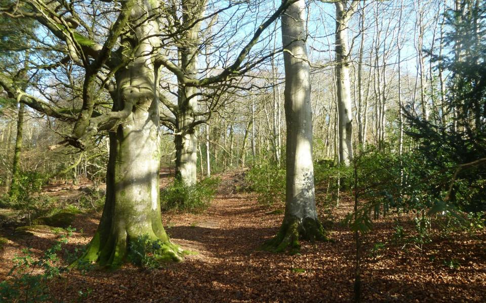 The forest school, top, and its 128 acres of land are on the market for £670,000