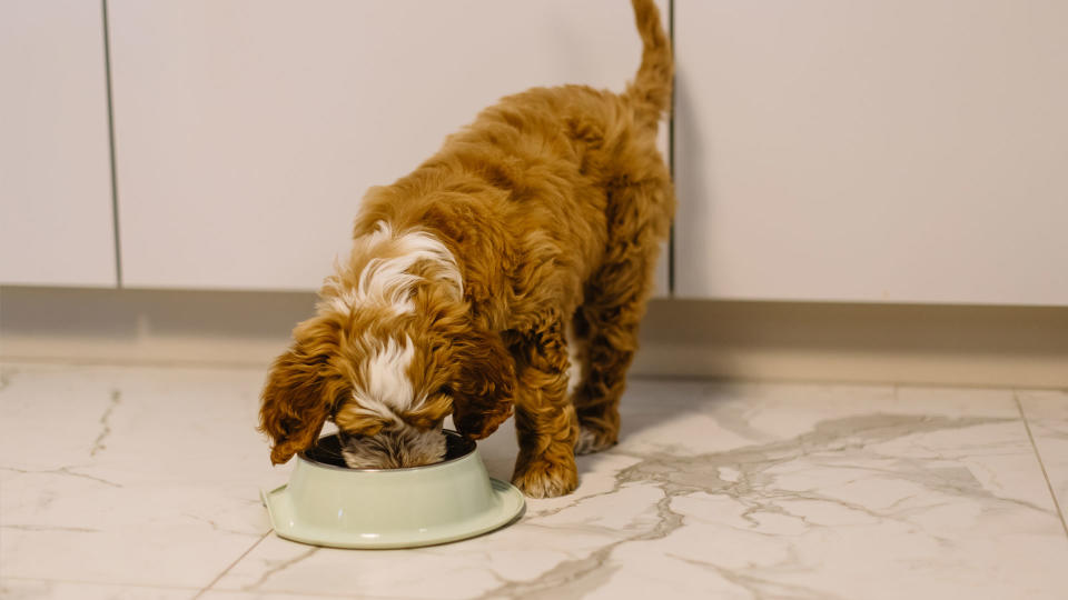 Dog eating food from a bowl