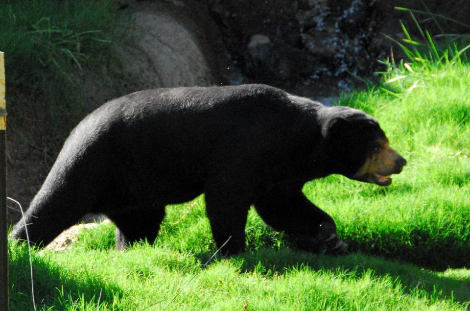 The El Paso Zoo is mourning the loss of its sun bear, Heliana.