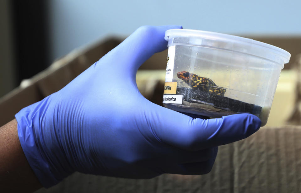 A customs official inspects an container with an Oophaga histrionica red head bred at the “Tesoros de Colombia” frog breeding center, before it's export to the U.S. at the airport in Bogota, Colombia, Tuesday, May 21, 2019. Colombia is home to 734 frog species, more than any other country except Brazil. (AP Photo/Fernando Vergara)