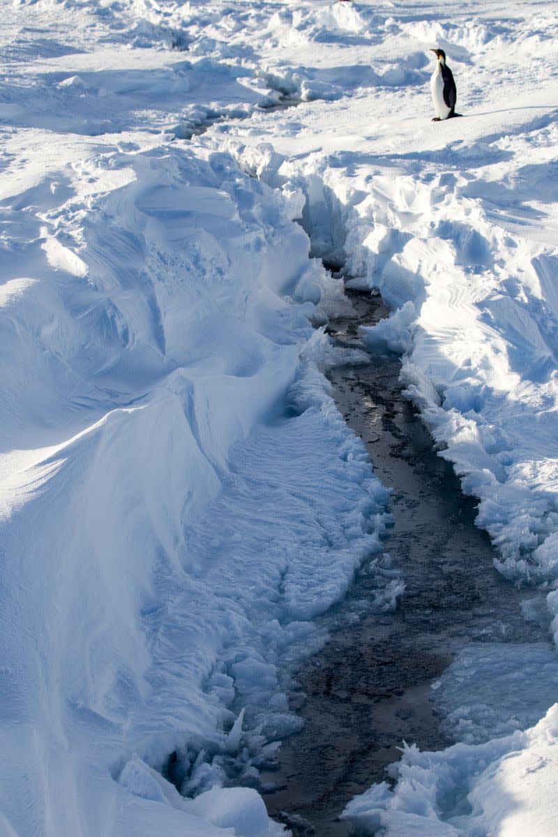 南極威德爾海海冰上突然出現的裂縫，象徵海冰急速融化。