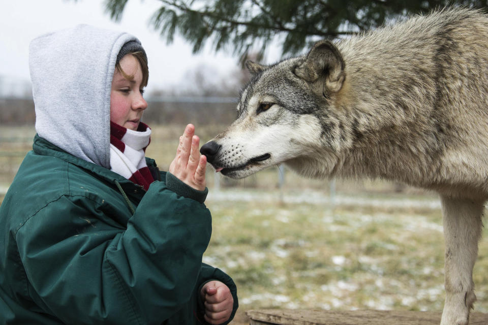 FILE - In this December 2018 file photo provided by Wolf Park, intern Alexandra Black pets Niko the wolf at Wolf Park in Battle Ground, Ind. A witness told authorities that a gate blocked by a ball at a North Carolina animal preserve allowed a lion to reach three people cleaning an enclosure and begin a fatal attack, biting Black's ankle and pulling her into the enclosure, according to a medical examiner’s report. (Monty Sloan/Wolf Park via AP)