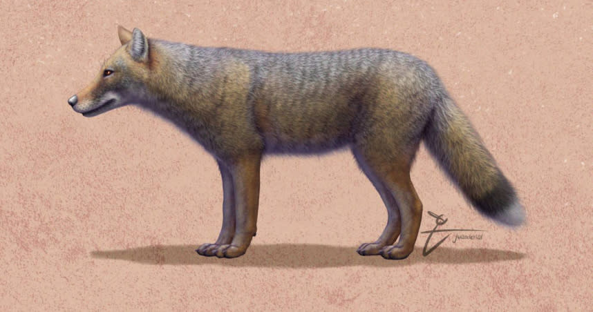 南美洲已滅絕的狐狸「Dusicyon avus」。（圖／翻攝自維基百科）
