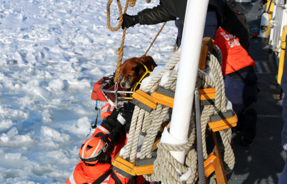 In this Monday, March 3, 2014 photo provided by the U.S. Coast Guard, crew members assigned to Coast Guard Cutter Bristol Bay hoist aboard the ship a dog they found stranded on the ice of Lake St. Clair, Mich. The dog, who the crew later named "Lucky," was taken inside the ship, where it was provided food and care before before taking it to an animal shelter. (AP Photo/U.S. Coast Guard)