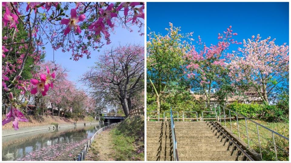 秋日賞美人樹粉紅花海（圖片來源：新北市政府水利局、彰化縣政府）